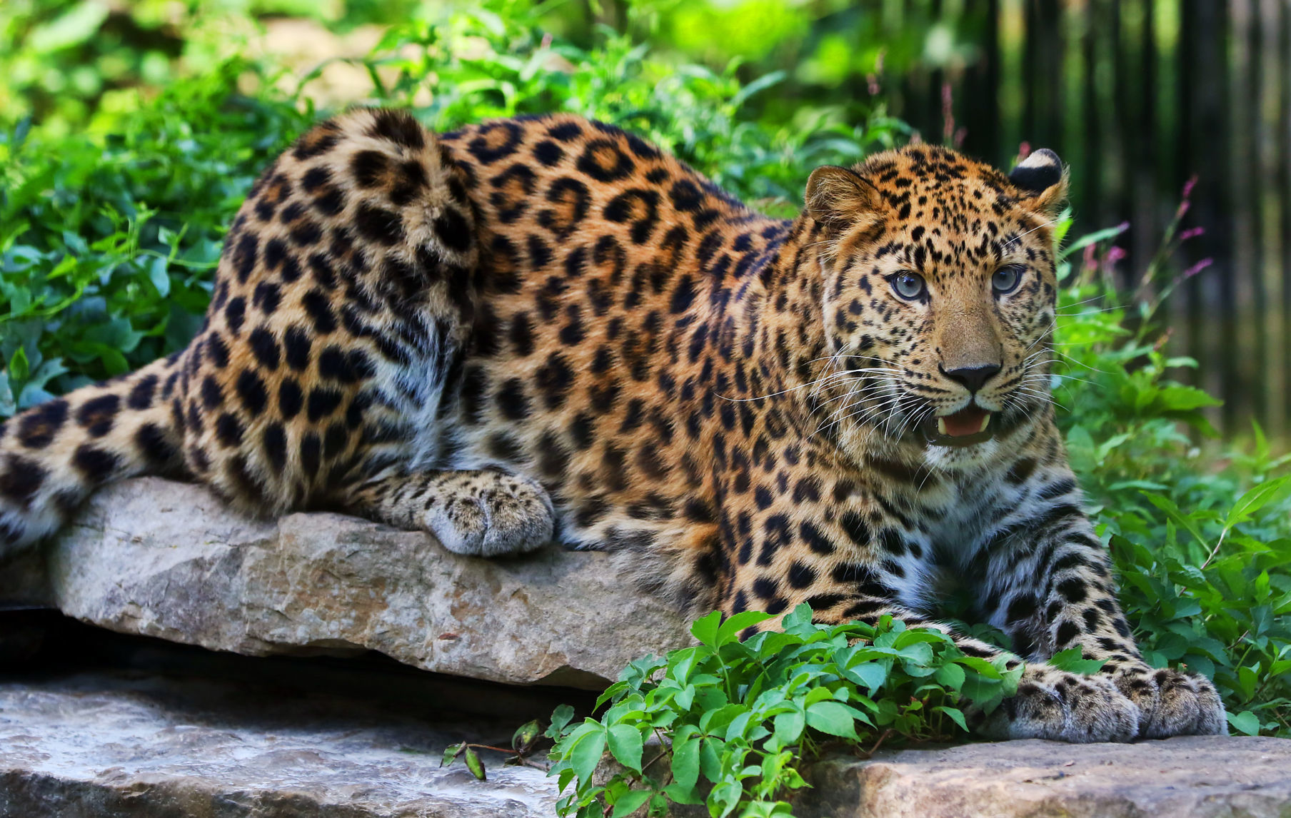 080819-mda-nws-leopard-0004